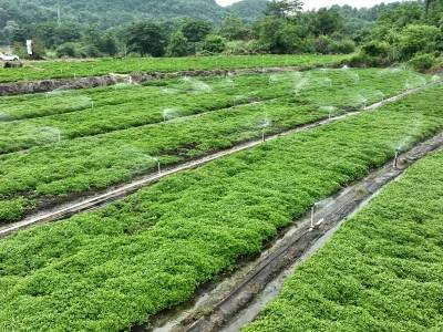 阳山小江镇以有机旱地西洋菜解锁品质农业“新密码”