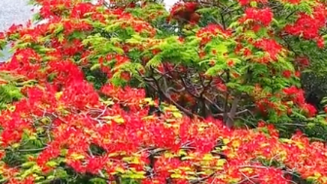 视频｜凤凰花开，南沙“红了”！跟着镜头打卡这些绝美点位