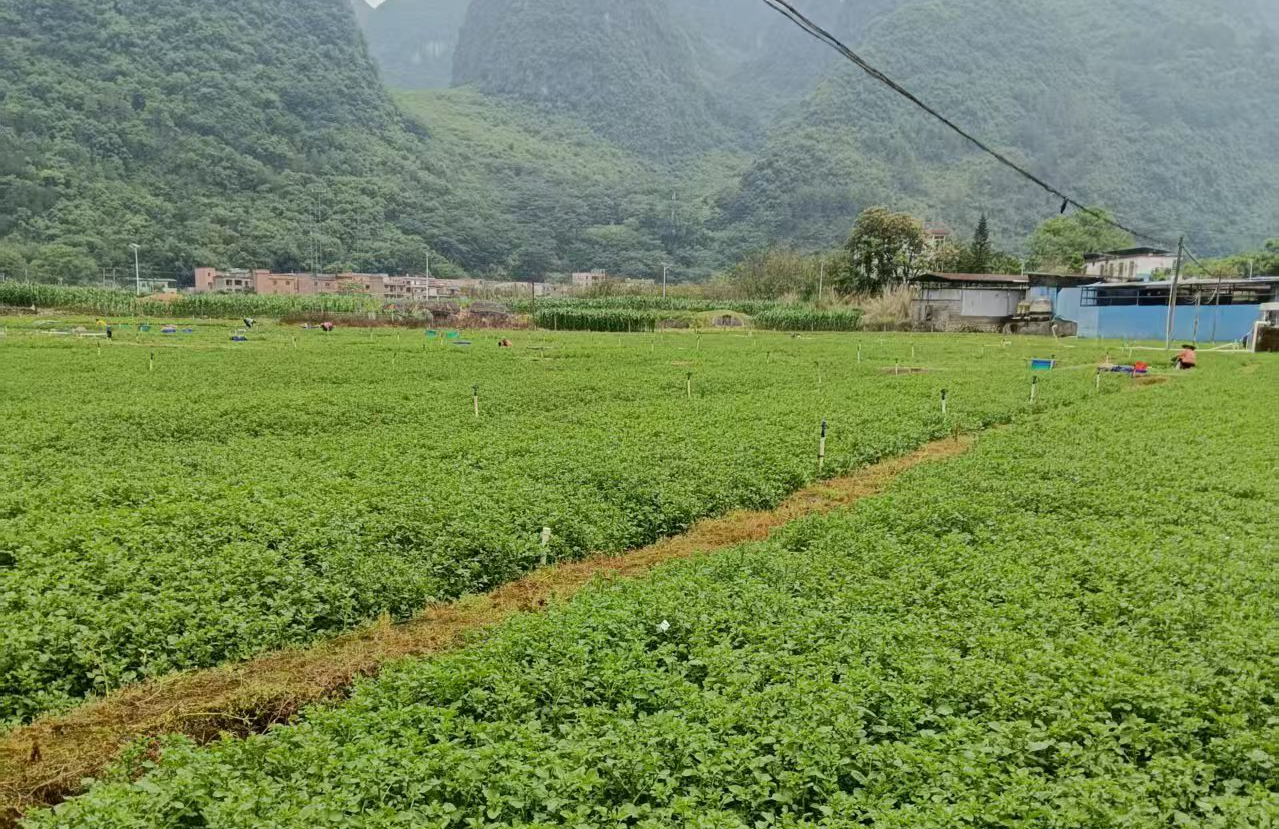 清远工行精准滴灌阳山旱地西洋菜