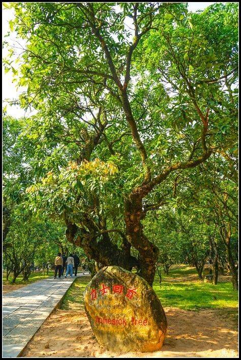 超800年树龄的荔枝古树“力士回首”。 超800年树龄的荔枝古树“力士回首”。