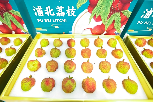 浦北妃子笑荔枝