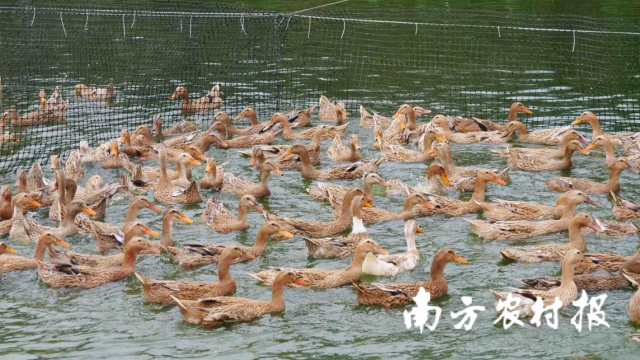 现代化扩繁场保存的三穗鸭种鸭。 现代化扩繁场保存的三穗鸭种鸭。