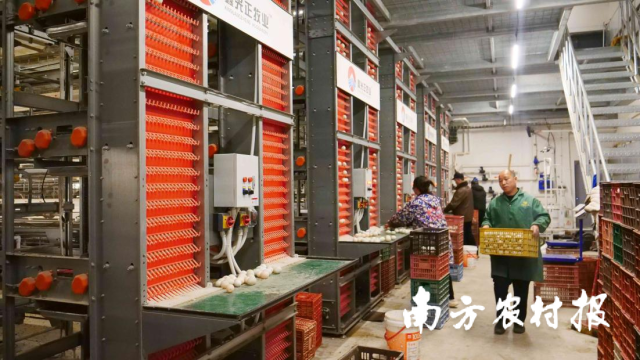 三穗县在保种、选育、扩繁、养殖多环节持续发力,持续做大产业规模。 三穗县在保种、选育、扩繁、养殖多环节持续发力,持续做大产业规模。