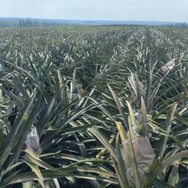 菠萝生产基地
