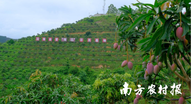 百色田阳芒果种植基地。 百色田阳芒果种植基地。