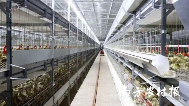 鸭苗孵化基地。 鸭苗孵化基地。