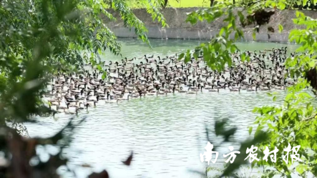 三穗独特环境孕育“山水好鸭”。 三穗独特环境孕育“山水好鸭”。