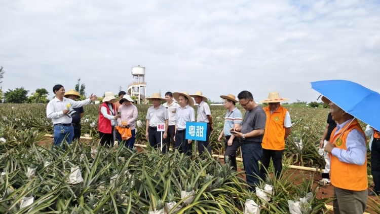 湛江农技 “轻骑兵” 送技下乡 助力徐闻菠萝产业提质增效
