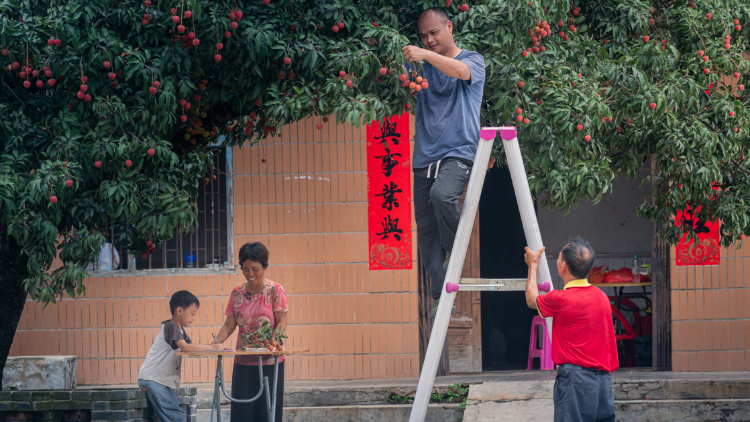 图集 | 我家有棵荔枝树，藏着广东人的夏天