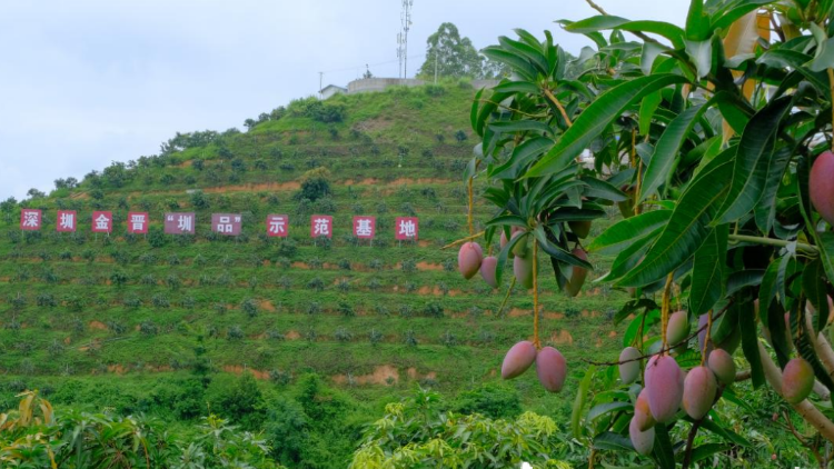 甜蜜季即将启幕，百色田阳请你来！2026百色各品种上市时间正式发布