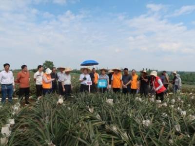 现场会开到田间地头，为菠萝产业高质量发展提供科技支撑