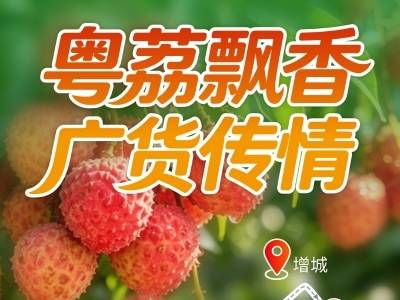 广货行天下·南方优品荔枝季 | 粤荔飘香，从枝头到心头的甜蜜奔赴
