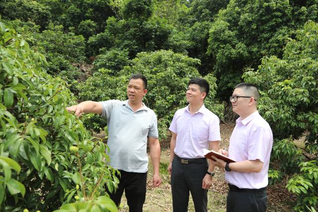 农行广州增城支行工作人员在荔枝沟调研走访，了解荔枝农户种植情况及金融需求。