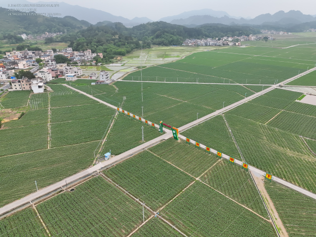 无人机拍的连州市西岸镇水稻及玉米种植地块图片 无人机拍的连州市西岸镇水稻及玉米种植地块图片