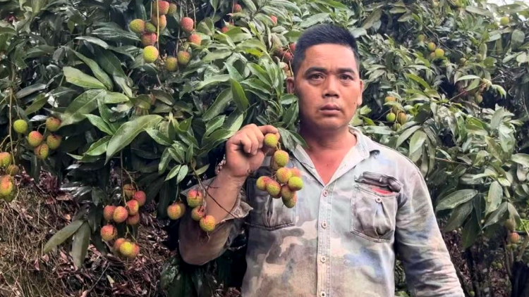 种植荔枝30载，53岁浦北果农靠短视频教会上万人种荔枝