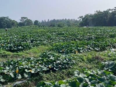 惠东高潭新联村生态蔬菜定点直供广东东江干部学院