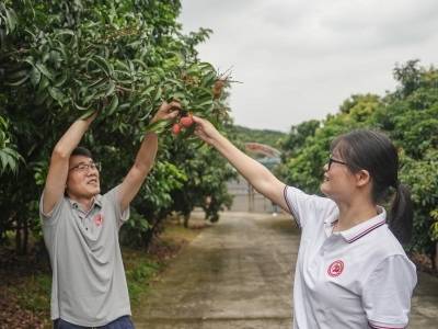 随口一尝便知荔枝糖度，“荔枝鉴定师”是如何炼成的？