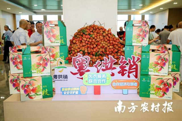 新鲜荔枝展示