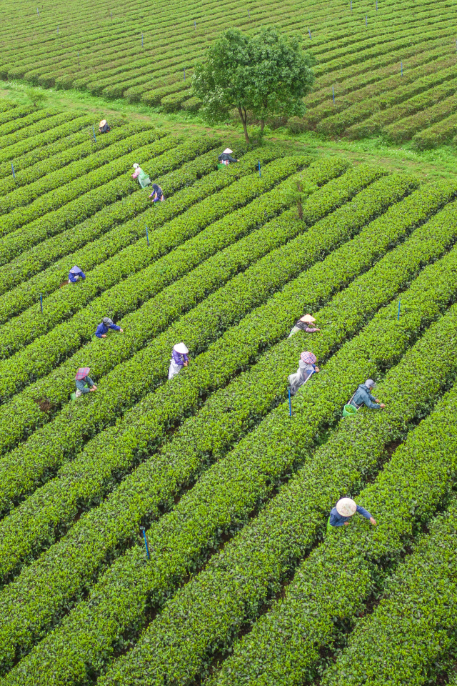 英德红茶茶园。邱新生摄