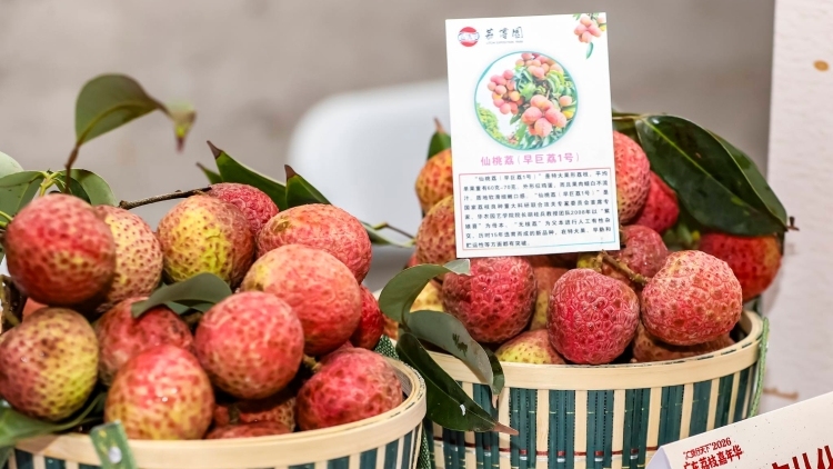 荔香入夏，甜动花城！广州荔枝惊艳亮相2026广东荔枝嘉年华