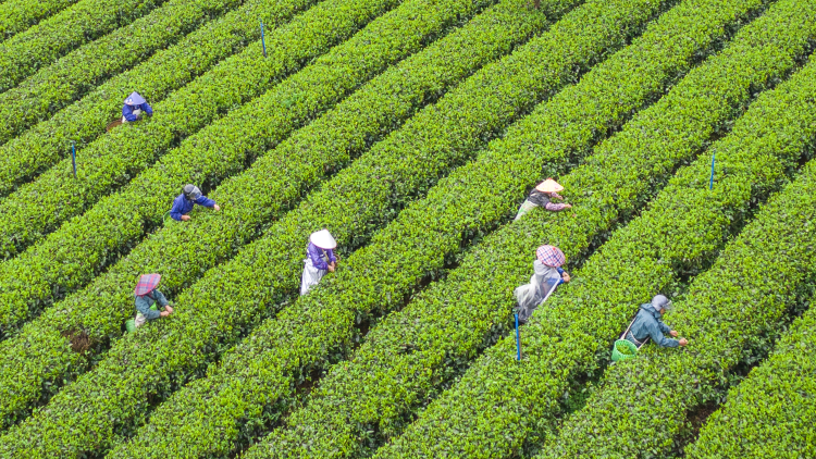 英德红茶57.32亿元、凤凰单丛茶41.41亿元！2026中国茶叶区域公用品牌价值评估结果发布