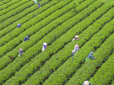 英德红茶57.32亿元、凤凰单丛茶41.41亿元！2026中国茶叶区域公用品牌价值评估结果发布