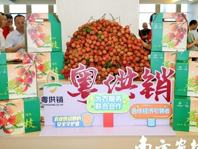 荔红时节看供销，一场产销对接会背后的助“荔”全链图