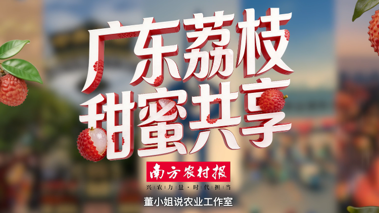 广东荔枝 甜蜜共享