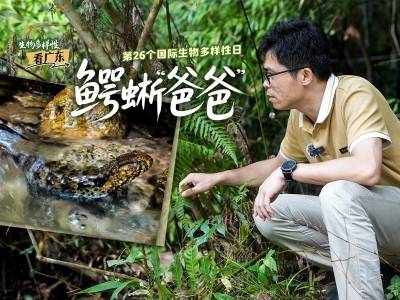 鳄蜥“爸爸”：让“孩子们”回归大自然｜生物多样性日