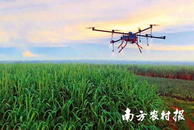 植保无人机病虫害防治作业。 植保无人机病虫害防治作业。