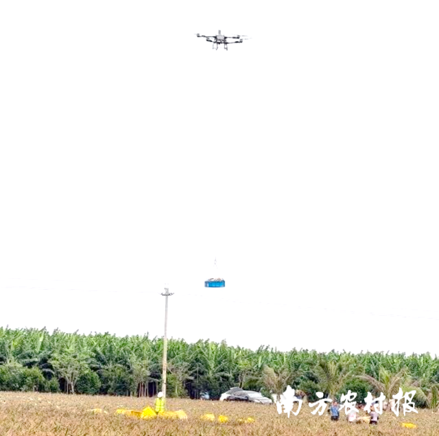 无人机让菠萝采收更轻松。 无人机让菠萝采收更轻松。