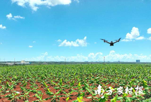无人机土地巡查。 无人机土地巡查。