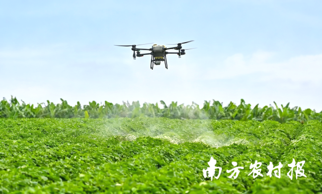 植保无人机飞防作业。 植保无人机飞防作业。