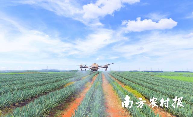 剑麻无人机飞防。 剑麻无人机飞防。