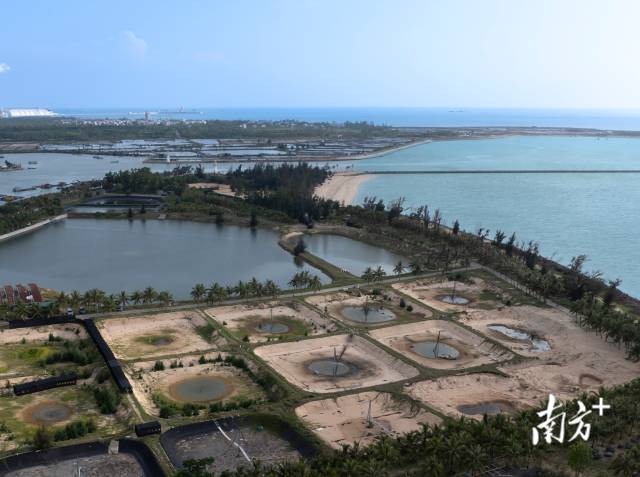 5月7日，航拍天成台蜂虎繁殖基地，昔日闲置的虾塘变成了蜂虎的“产房”。