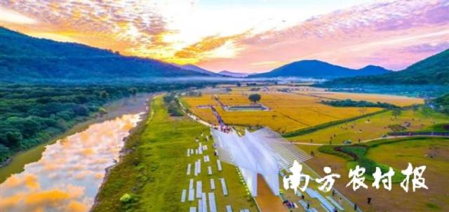 从化艾米稻香农业园。资料图片 从化艾米稻香农业园。资料图片