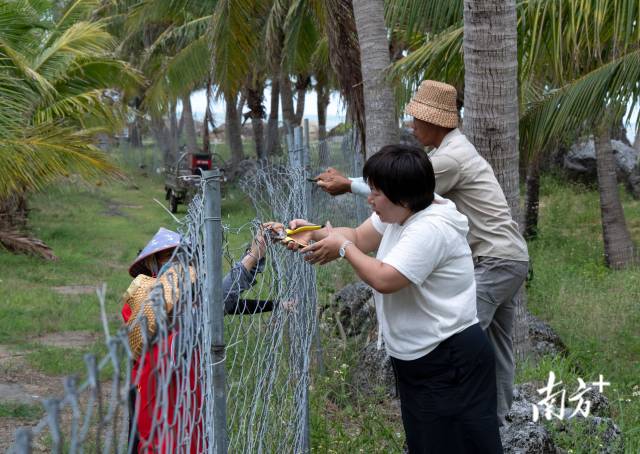 5月18日，在天成台蜂虎繁殖基地，志愿者在修补被破坏的隔离网。