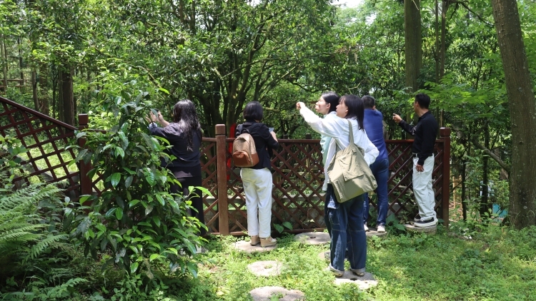 唤醒164万年“茶中古董”！惠州帮扶黔西南茶产业结硕果