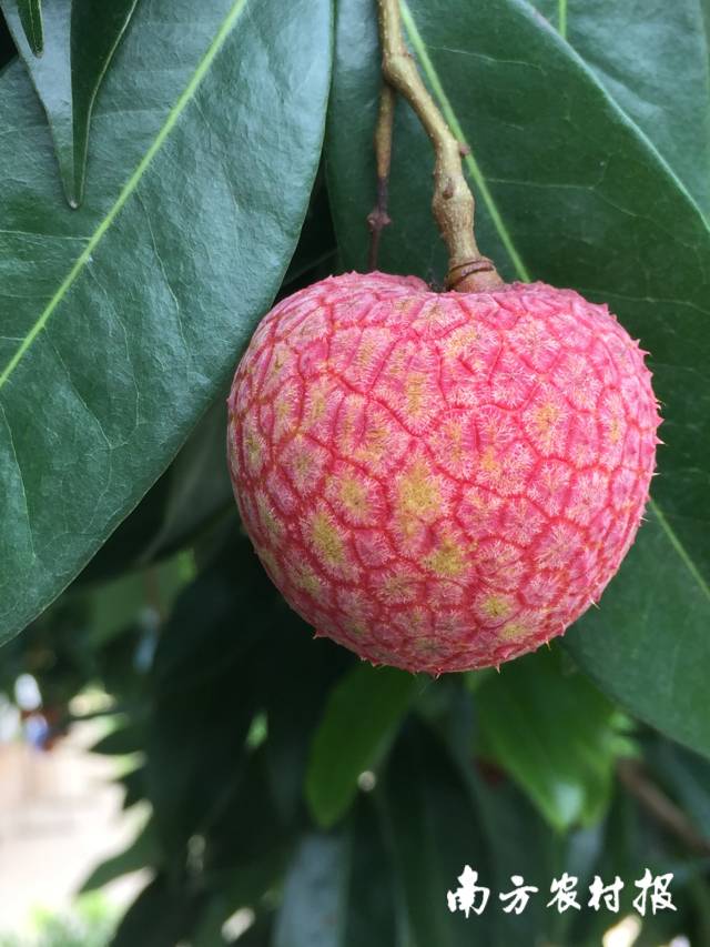 增城挂绿荔枝。