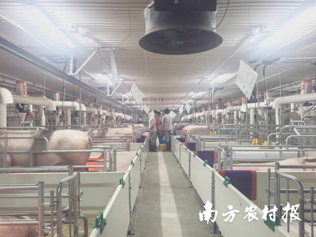 新农人在“百村百万”工程实训基地中学习养猪技能。 新农人在“百村百万”工程实训基地中学习养猪技能。