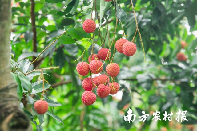 桂味荔枝。