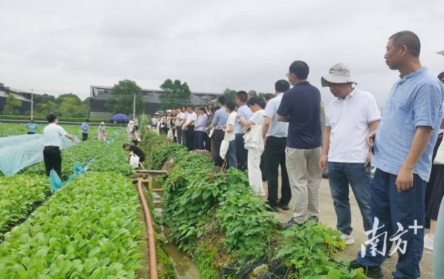 在广东省良种引进服务公司白云基地的展示活动现场。