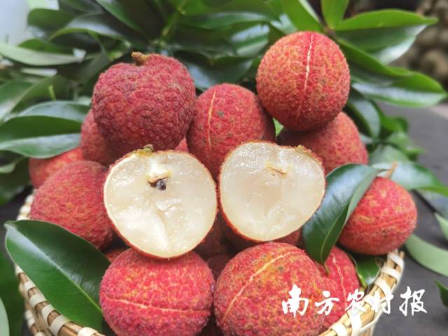 流溪红荔荔枝。