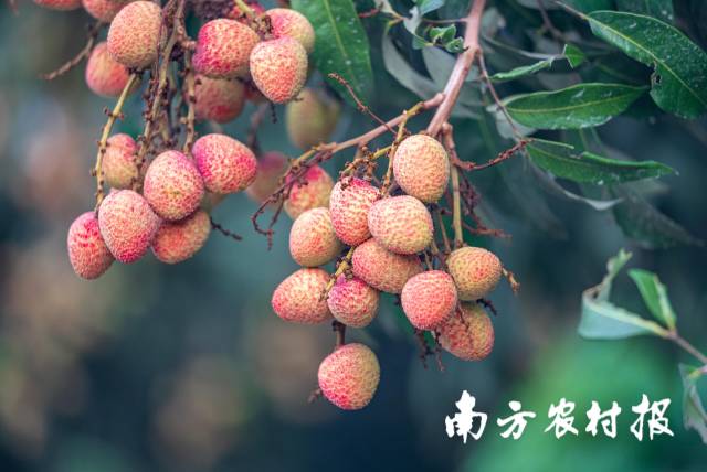 三月红荔枝。