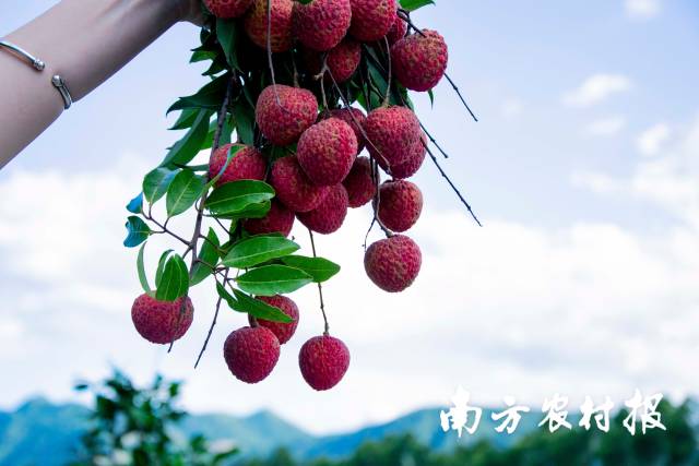 糯米糍荔枝。