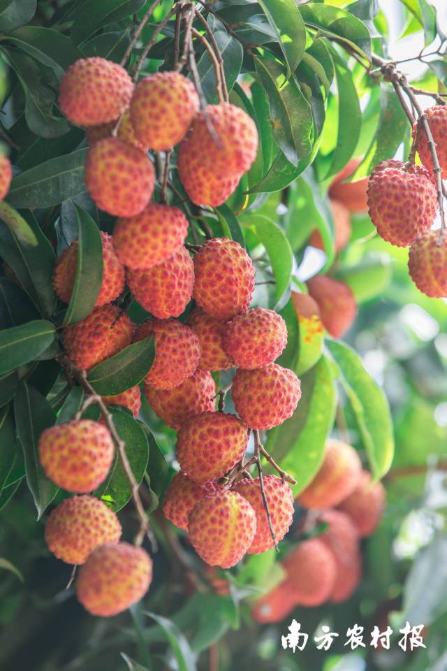 井岗红糯荔枝。