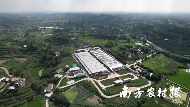 四川宜宾香梓家庭农场采用“养殖—能源—种植”一体化生态循环模式。 四川宜宾香梓家庭农场采用“养殖—能源—种植”一体化生态循环模式。