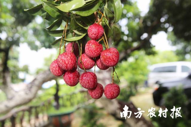 槐枝荔枝。