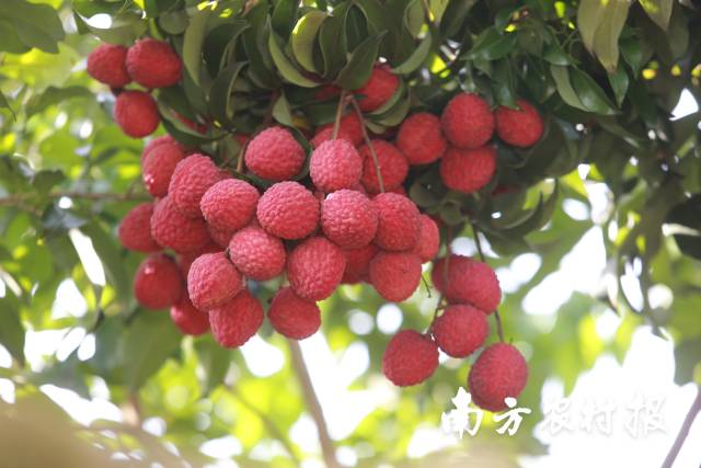 仙进奉荔枝。
