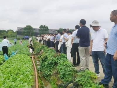 专家交流、把脉，助推华南蔬菜产业提质增效